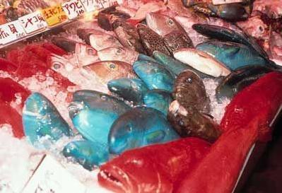 日本冲绳海洋 日本冲绳海洋
