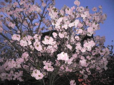 日本留学生活 日本留学生活