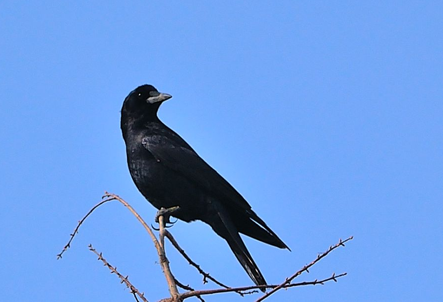 日本国鸟——乌鸦在日本的特殊待遇